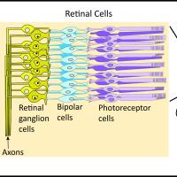 Illustration shows how visual processing moves from outside stimuli through the eye and to the brain.